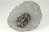 2.6" Tower-Eyed, Erbenochile Trilobite From Ou Driss - Top Quality! - #201652-2